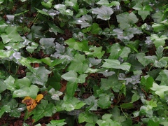 Hedera