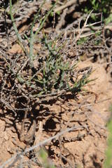 Polygala ephedroides