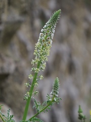 Reseda alba