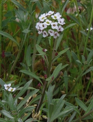 Lobularia maritima