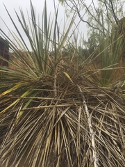 Yucca constricta