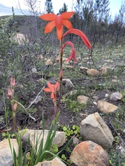 Watsonia spectabilis