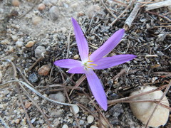 Colchicum filifolium