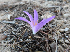 Colchicum filifolium