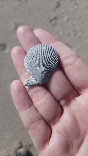 Variegated Scallop, Maasvlakte 2, Maasvlakte, Nederland, photo 6 of 10