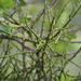Sweetthorn Mistletoe - Photo (c) Tony Rebelo, some rights reserved (CC BY-SA), uploaded by Tony Rebelo