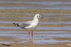 Chroicocephalus cirrocephalus poiocephalus