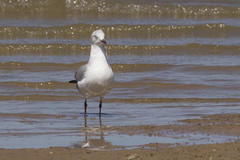 Chroicocephalus cirrocephalus poiocephalus