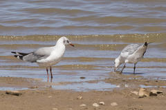 Chroicocephalus cirrocephalus poiocephalus