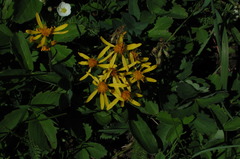 Senecio lugens