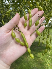 Styphnolobium