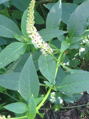 Phytolacca heterotepala
