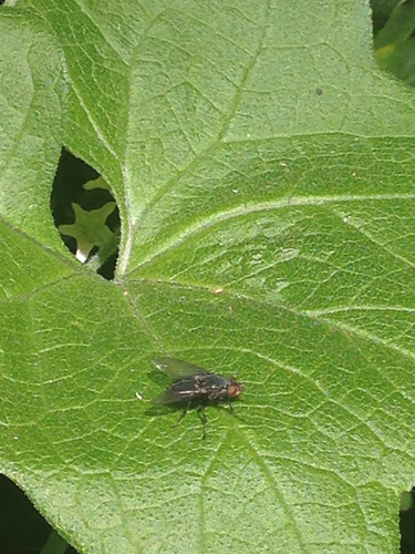 Muscidae