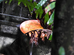 Dioscorea sansibarensis