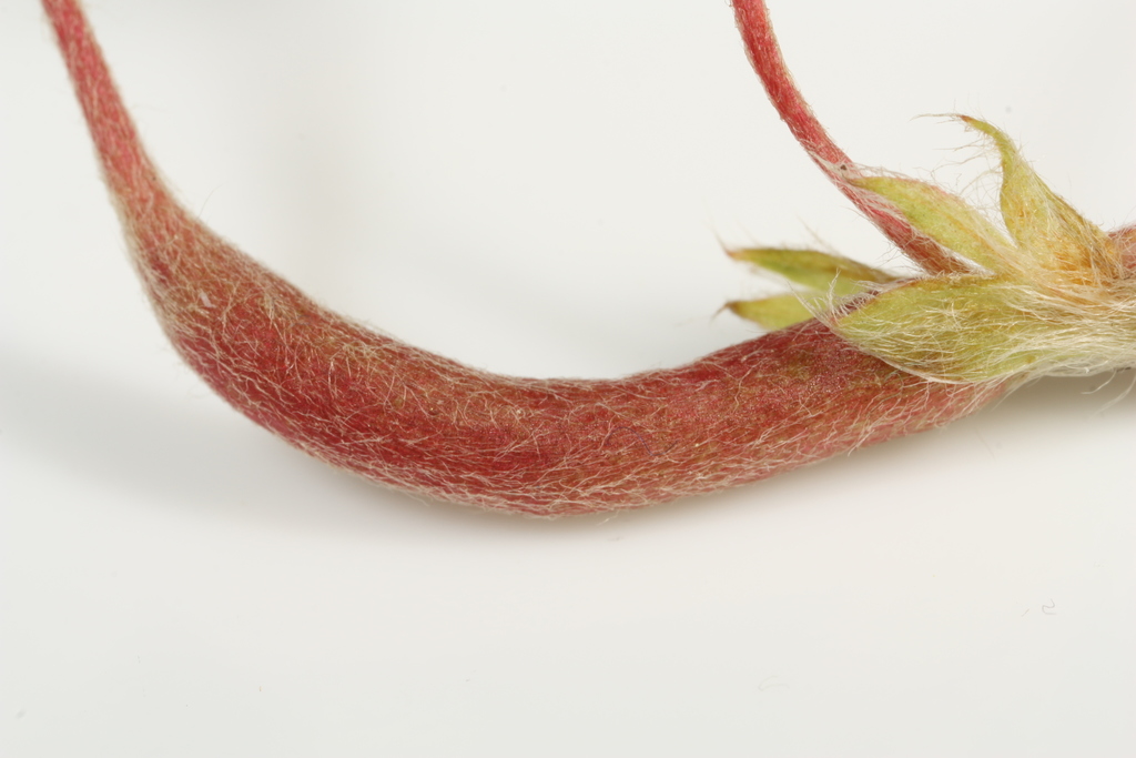 Neolasioptera potentillaecaulis