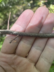 Robinia viscosa hartwigii