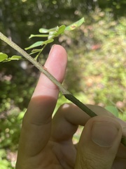 Robinia viscosa hartwigii