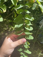 Robinia viscosa hartwigii
