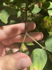 Robinia viscosa hartwigii