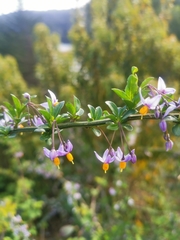 Solanum valdiviense