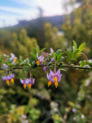 Solanum valdiviense