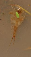 Triops granarius
