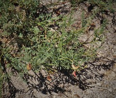 Astragalus bolanderi