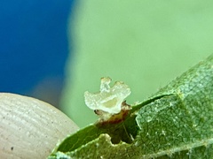 Caryomyia melicrustum