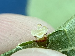 Caryomyia melicrustum