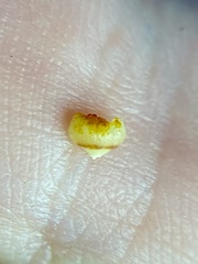 Caryomyia melicrustum