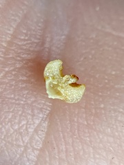 Caryomyia melicrustum