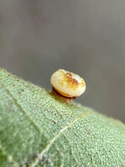 Caryomyia melicrustum