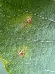 Caryomyia melicrustum