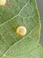 Caryomyia melicrustum