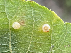 Caryomyia melicrustum