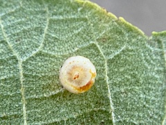 Caryomyia melicrustum