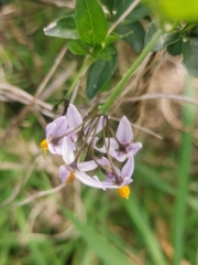 Solanum valdiviense