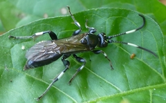 Cratichneumon sublatus