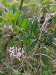 Solanum valdiviense