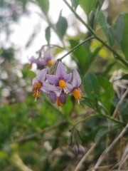 Solanum valdiviense