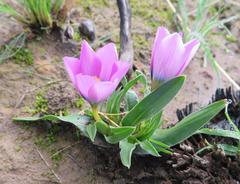 Moraea versicolor