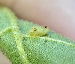 Caryomyia eumaris