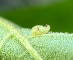 Caryomyia eumaris
