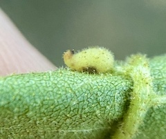 Caryomyia eumaris
