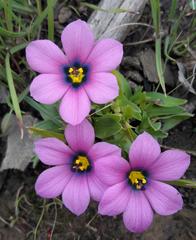 Moraea versicolor