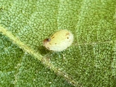 Caryomyia eumaris