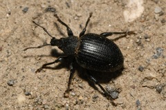 Otiorhynchus orbicularis