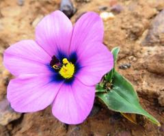Moraea versicolor