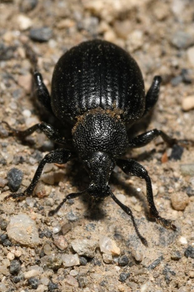 Otiorhynchus catenulatus