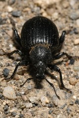 Otiorhynchus orbicularis